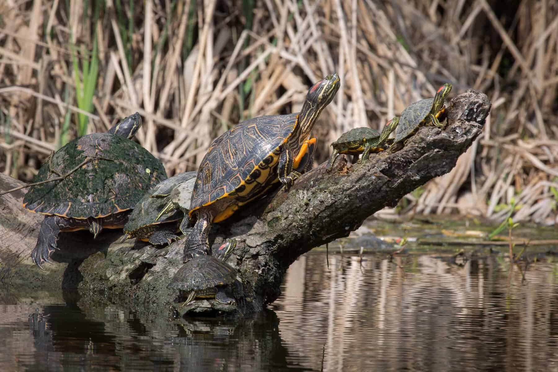 Turtles lined up on a half-sunken log in the bayou at Armand Bayou Nature Center, Texas