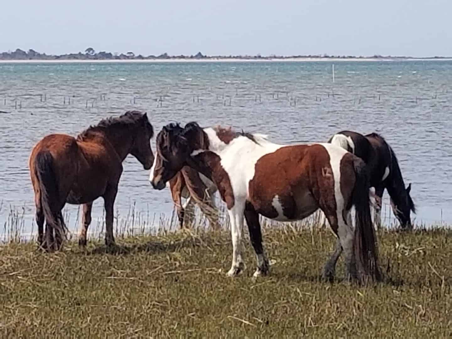 Wild ponies grazing near the shore on Assateague Island, Maryland