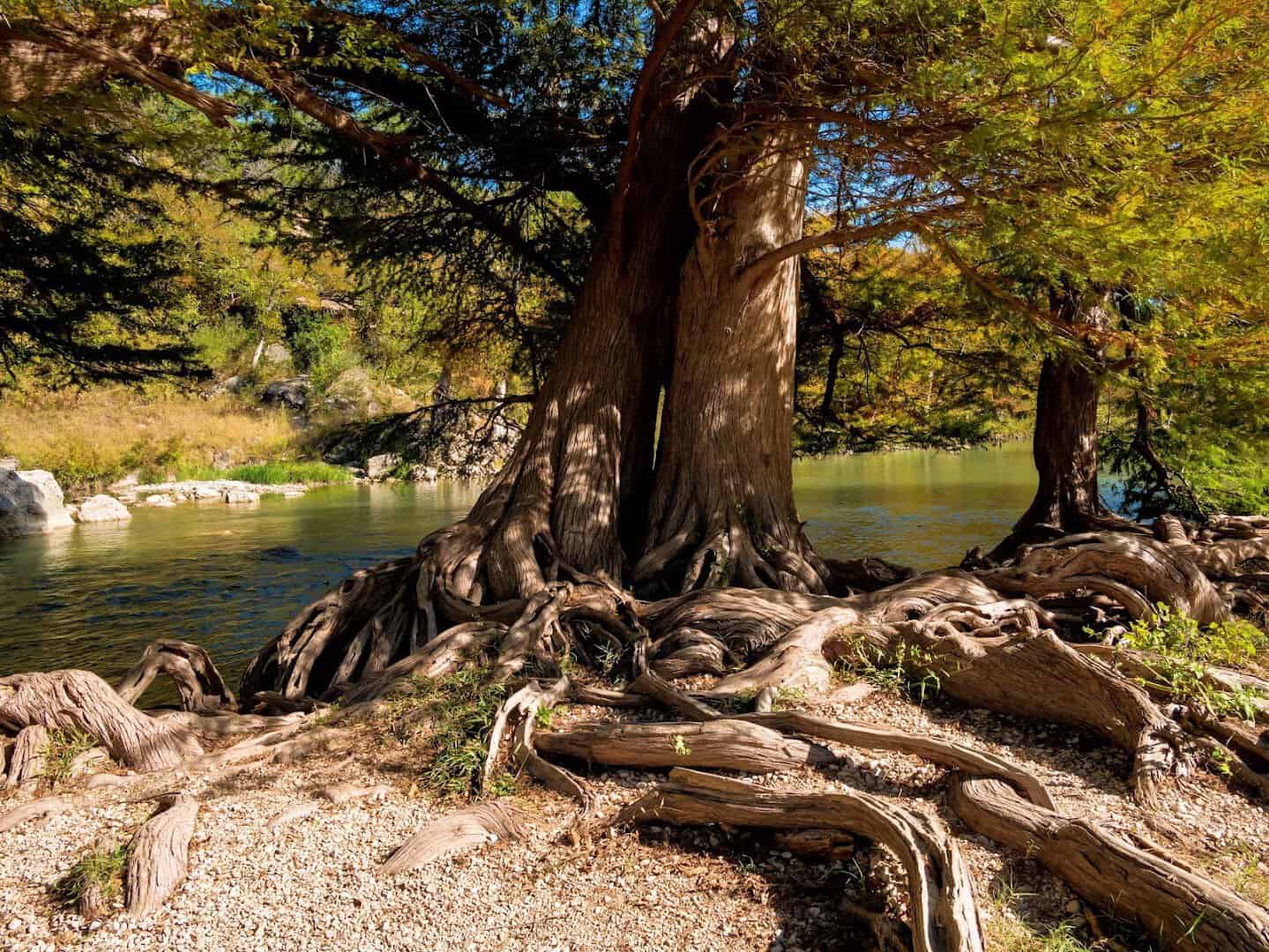 Massive bald cypress trunk and roots along the clear creek at Guadalupe River State Park, Texas