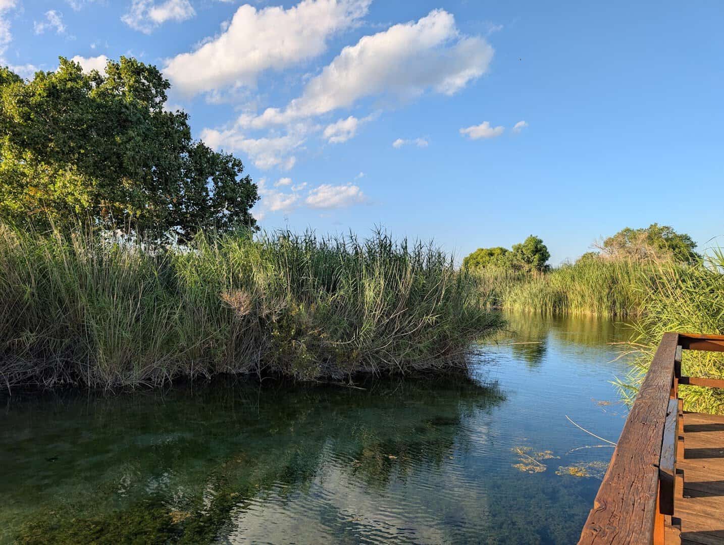 Restored cienega desert wetland beside the pool at Balmorhea State Park, Texas