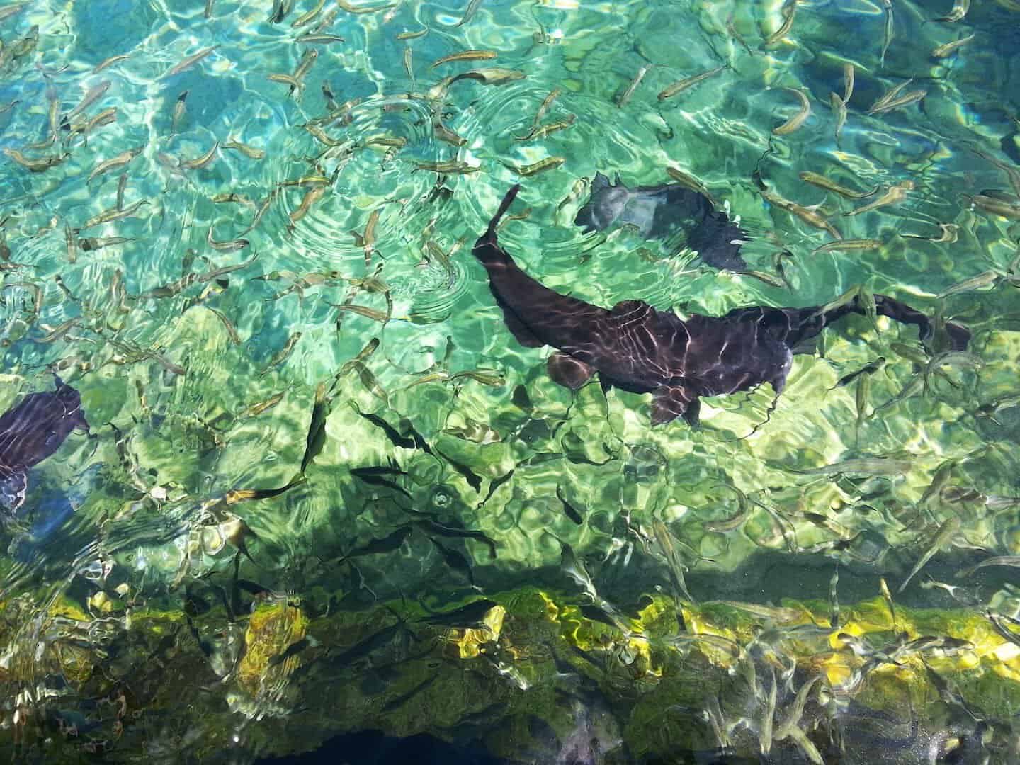 Fish and sunlight underwater in the clear pool at Balmorhea State Park, Texas