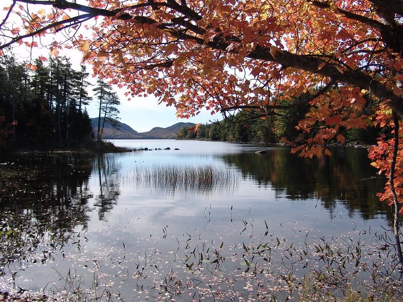 Autumn maple leaves framing a lake reflection near Bar Harbor, Maine