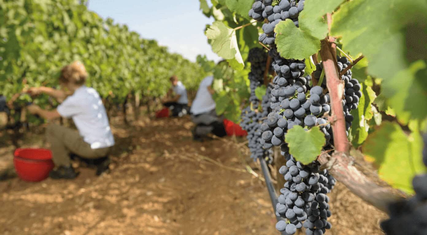 Grape harvest on the vine at Barboursville Vineyards in Virginia