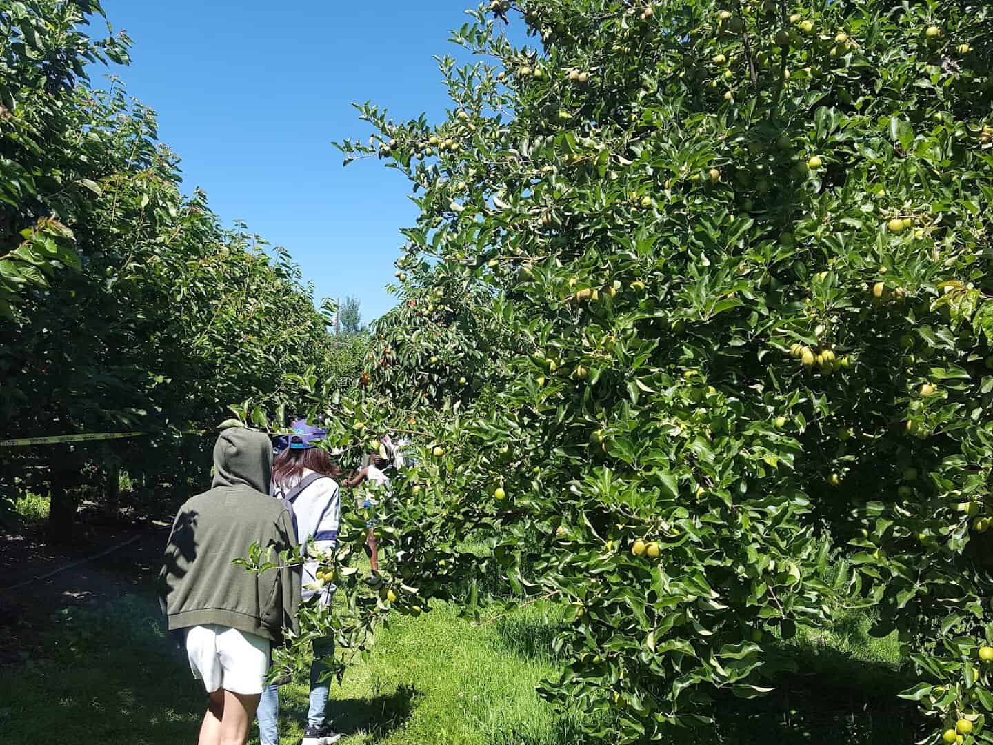 Orchard row at Barrett Orchards in Yakima, Washington