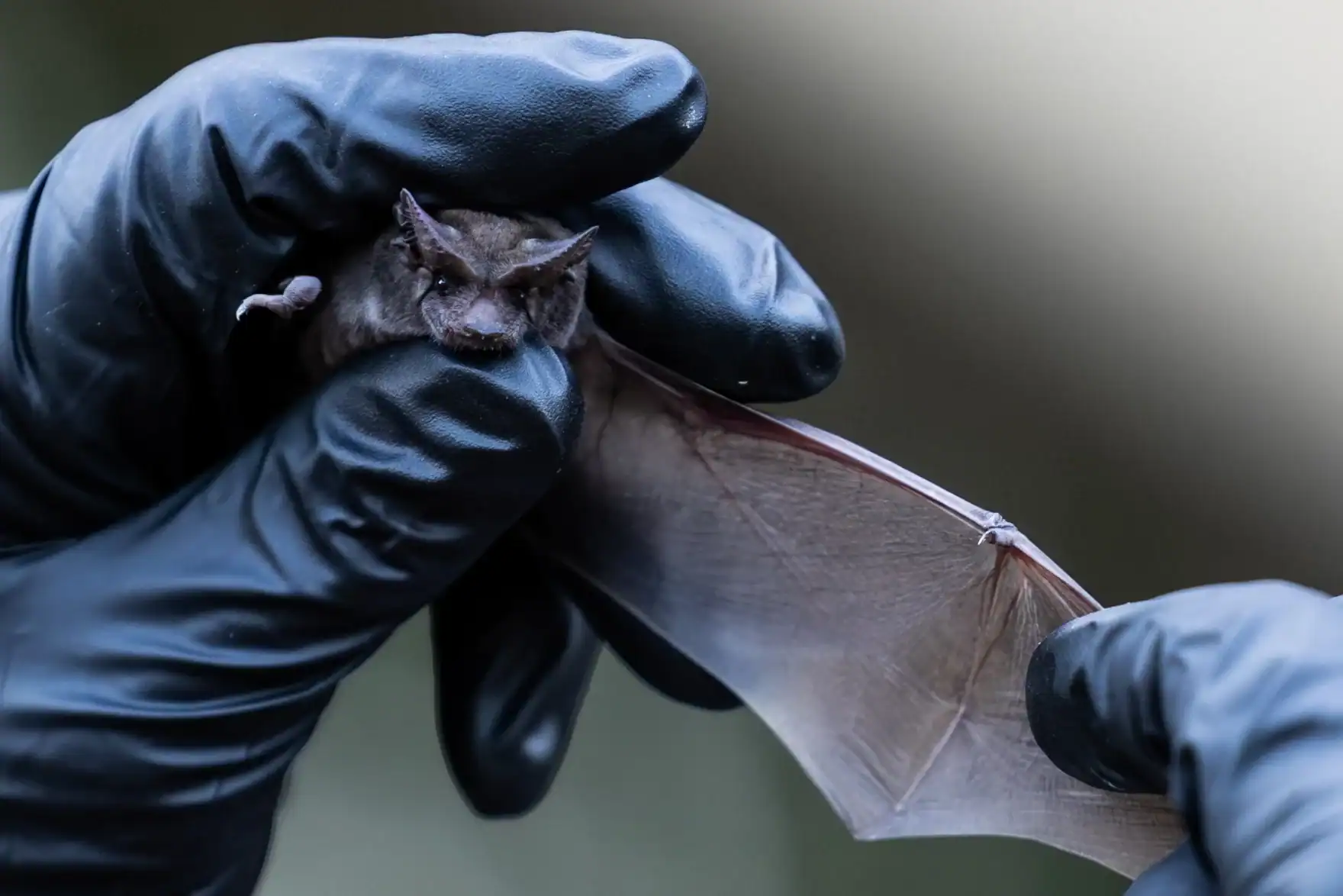 A rescuer gently extending the wing of a free-tailed bat in Austin