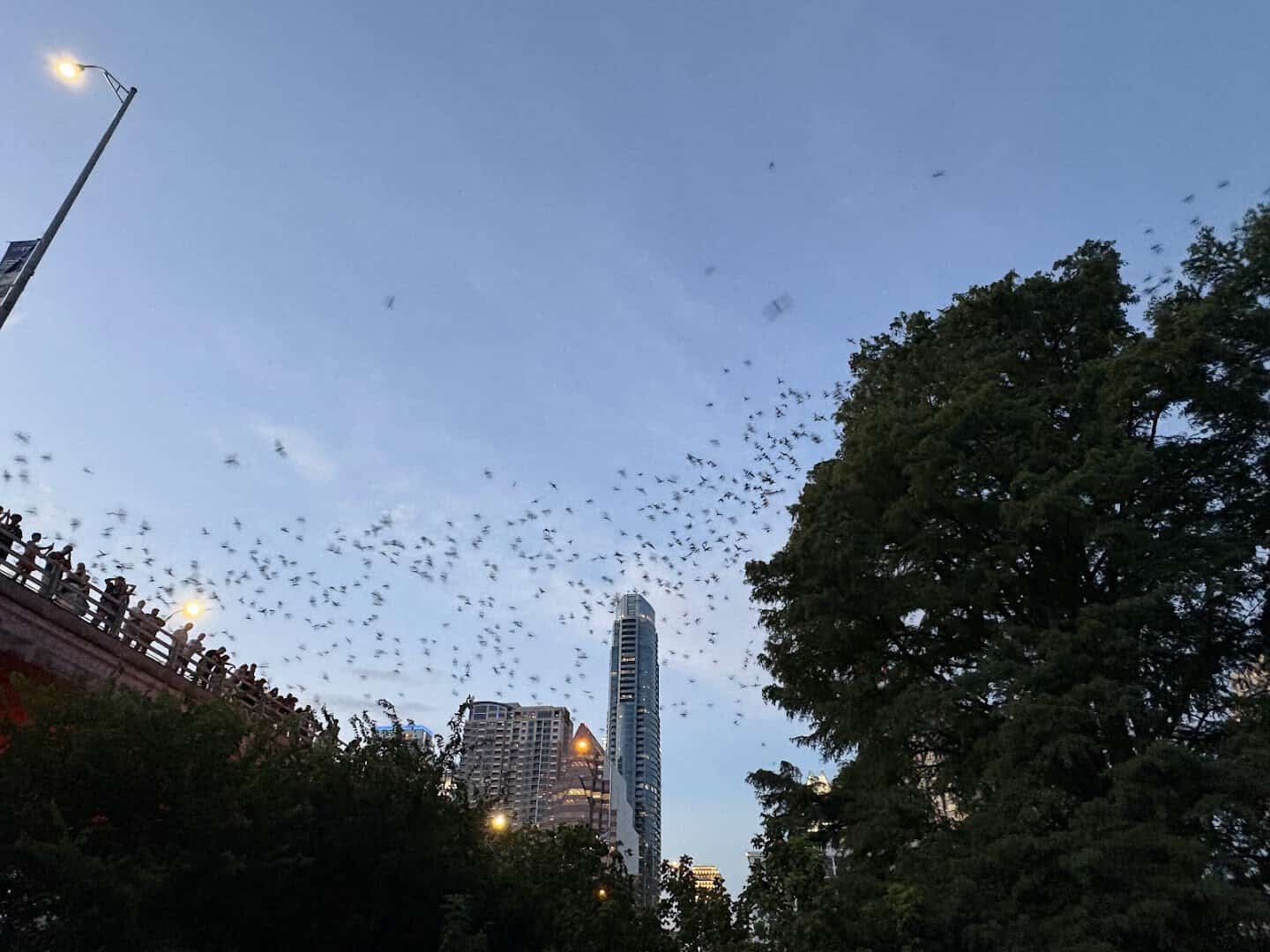 Bats climbing into a blue evening sky above the trees near the Austin bat bridge