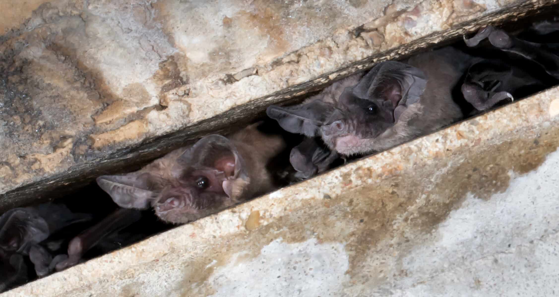 Free-tailed bats packed into an expansion crevice under the Congress Avenue Bridge in Austin