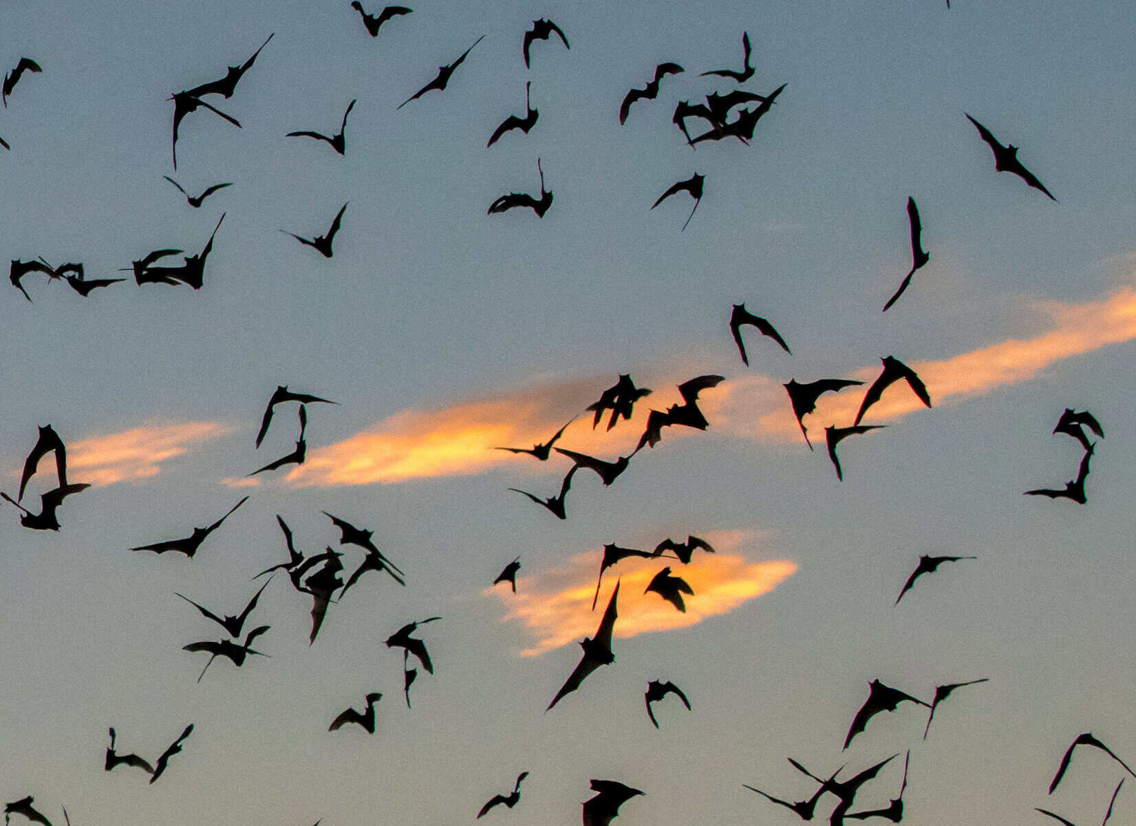 Mexican free-tailed bats against orange sunset clouds over Austin