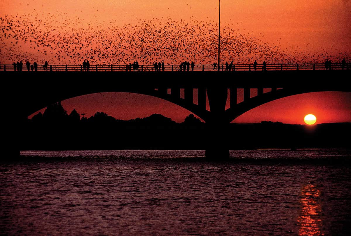 Mexican free-tailed bats pouring off the Congress Avenue Bridge against a red Texas sunset