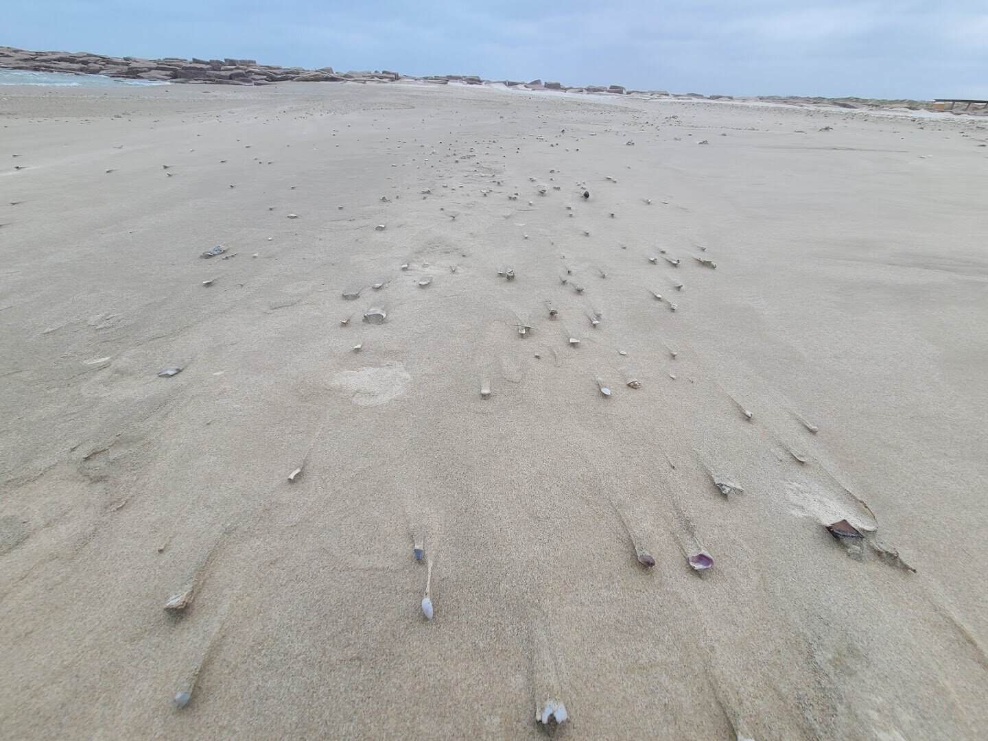 Bird and animal tracks across low-tide sand at Mustang Island State Park, Texas