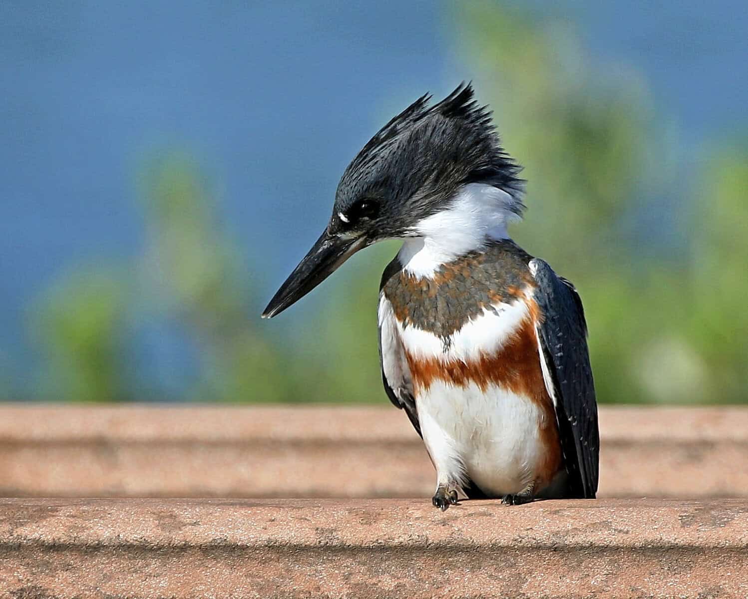Belted Kingfisher perched over the marsh at South Padre Island Birding and Nature Center