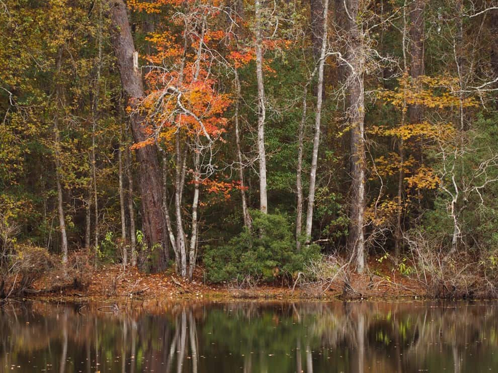 Autumn foliage over a quiet forest pool at Big Thicket National Preserve, Texas