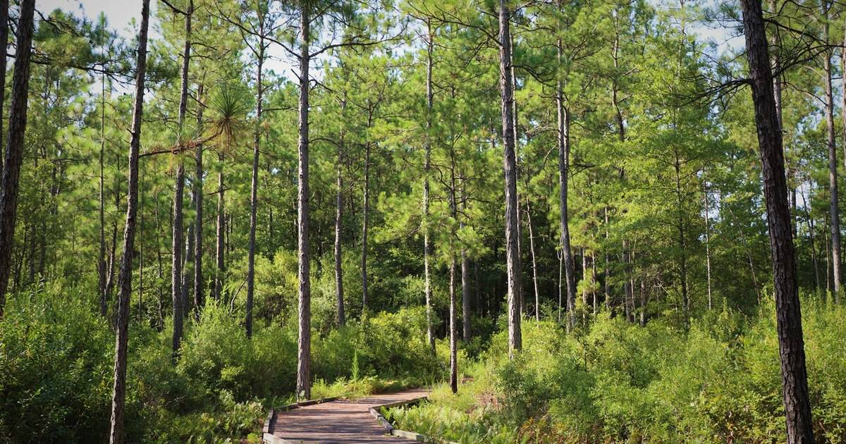 This Wild Texas Nature Preserve Has Boardwalk Trails Winding Through Swamp, Bog, and Forest