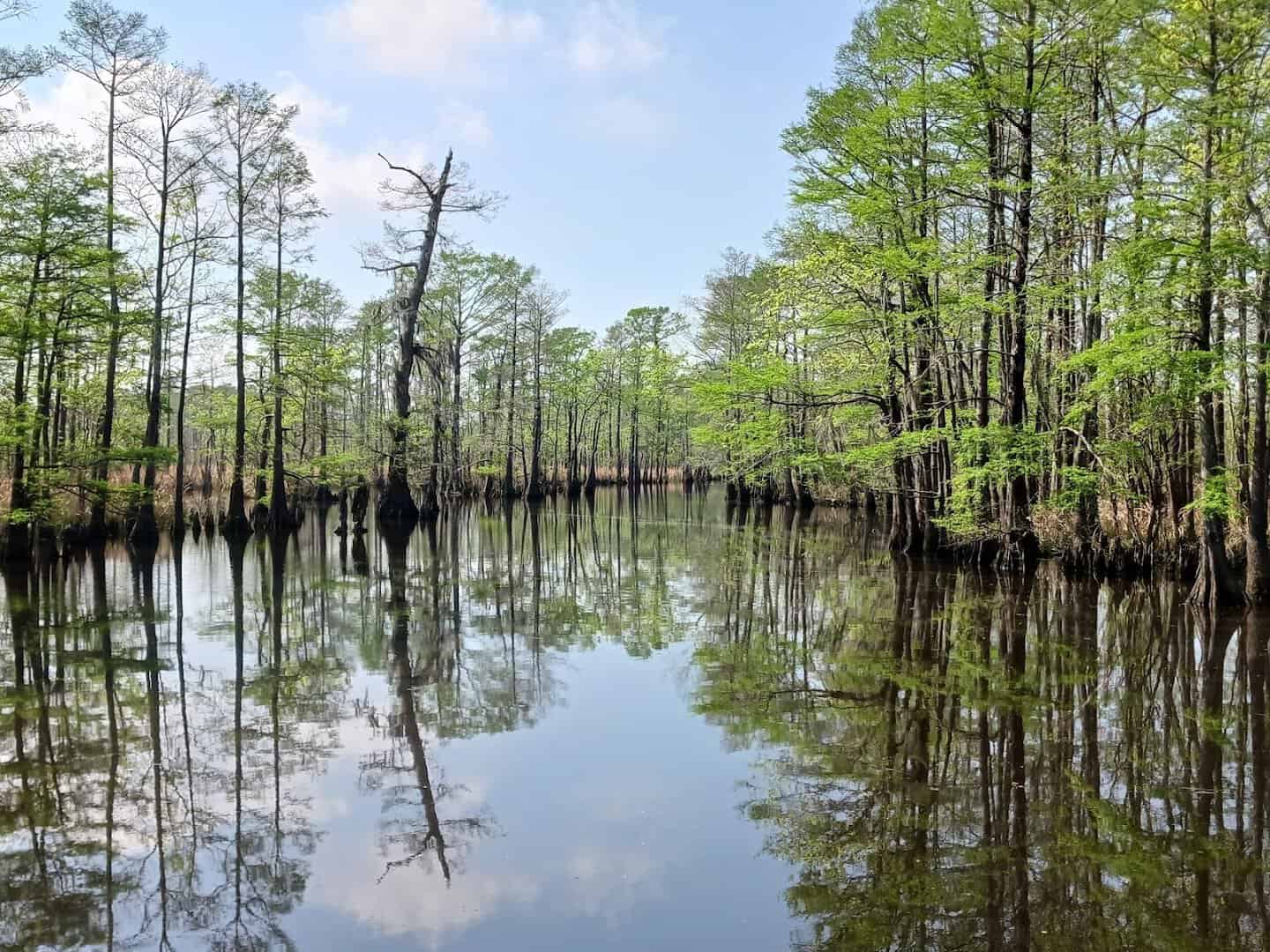 Cypress-lined bayou at Big Thicket National Preserve near Kountze, Texas