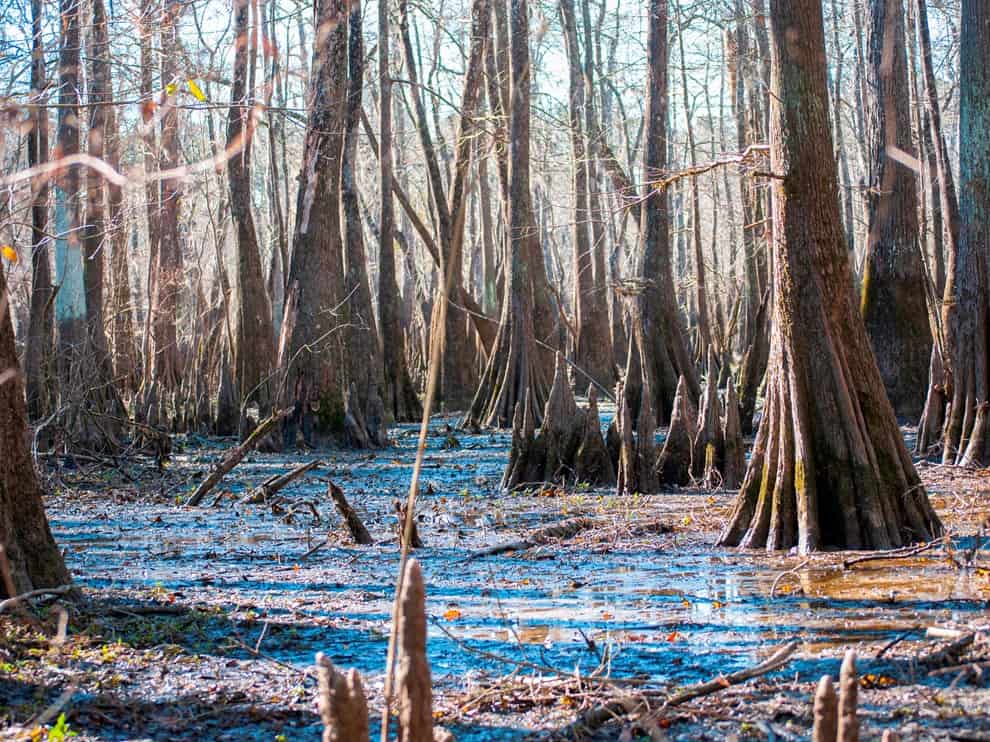 Bald cypress trees and their knees rising from dark swamp water at Big Thicket National Preserve, Texas