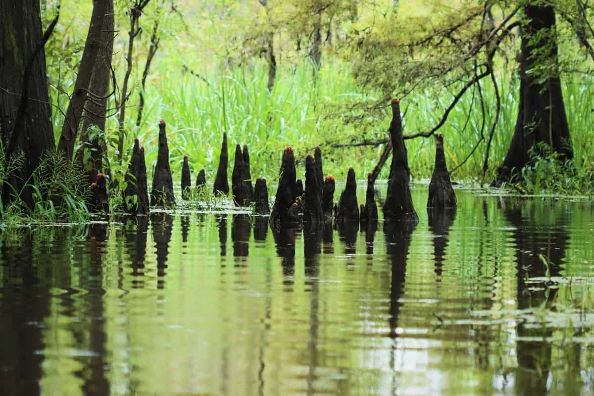 Cypress knees rising from a bright green marsh at Big Thicket National Preserve, Texas
