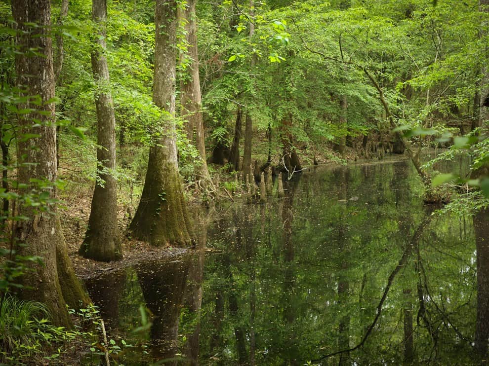 Green cypress slough with still reflective water at Big Thicket National Preserve, Texas
