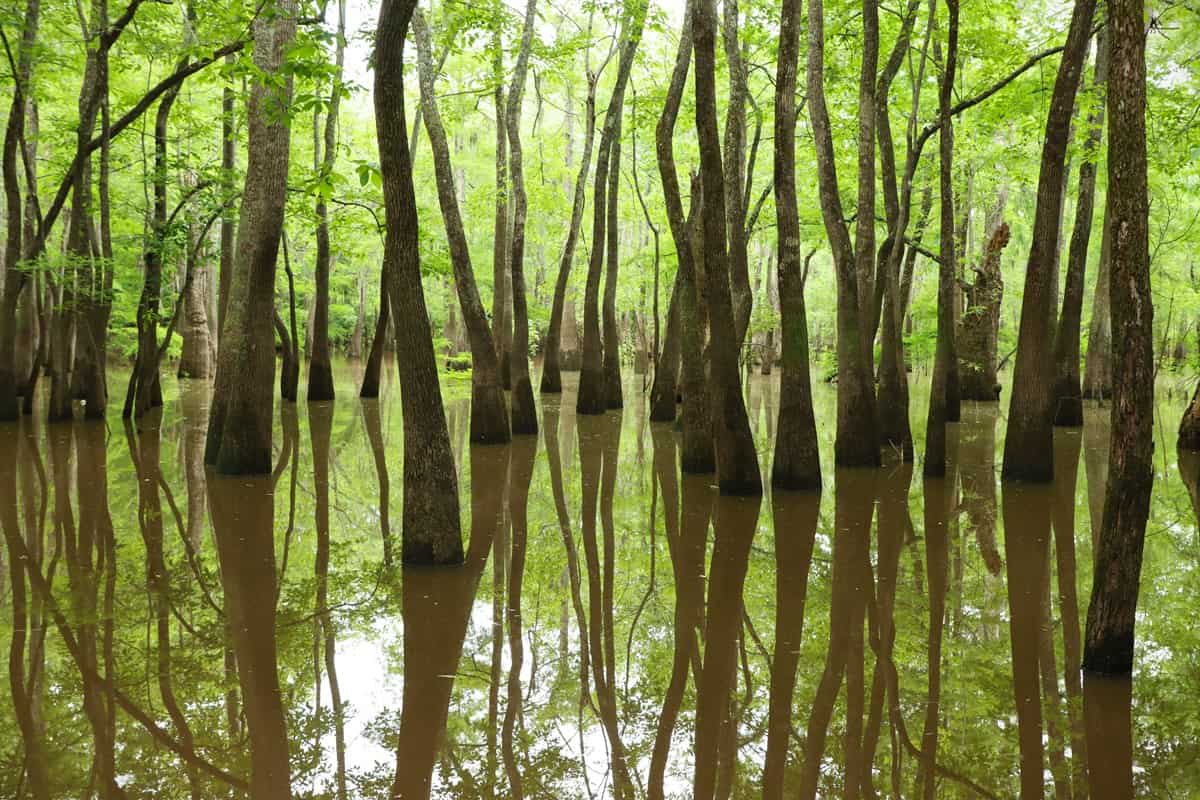 Flooded bald cypress swamp with mirror reflections at Big Thicket National Preserve, Texas