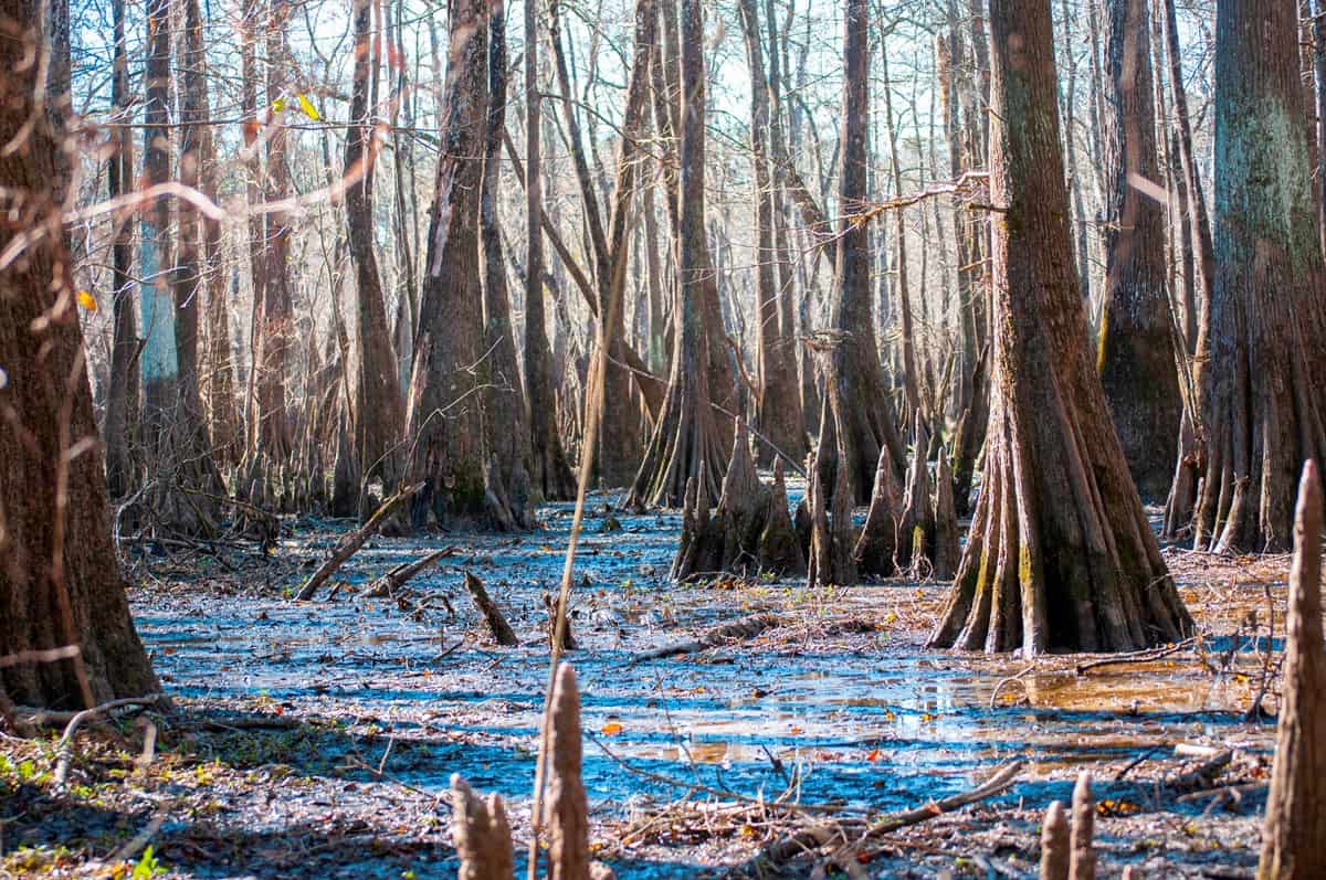Wide view across a bald cypress swamp at Big Thicket National Preserve, Texas