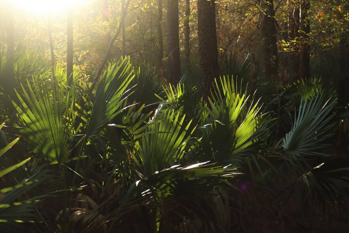Dwarf palmetto fronds backlit by sun in the forest understory at Big Thicket National Preserve, Texas
