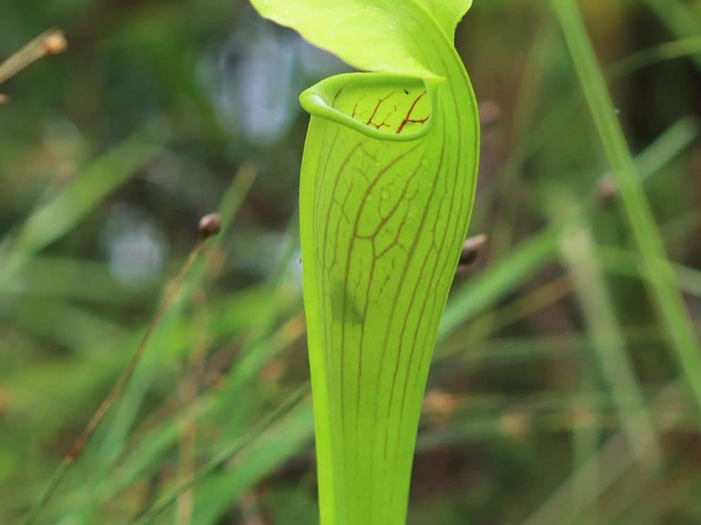 Carnivorous pale pitcher plant growing in a bog at Big Thicket National Preserve, Texas
