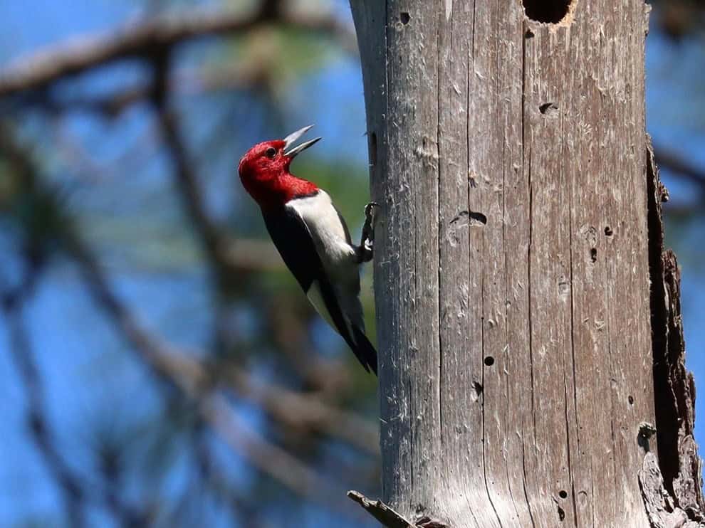 Red-headed woodpecker on a tree trunk at Big Thicket National Preserve, Texas