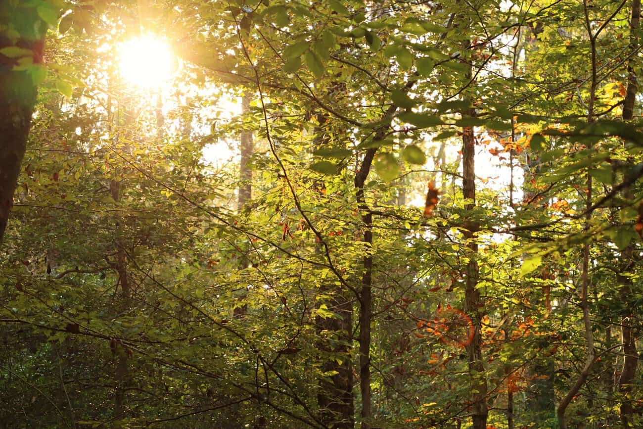 Sunlight filtering through the forest canopy at Big Thicket National Preserve, Texas