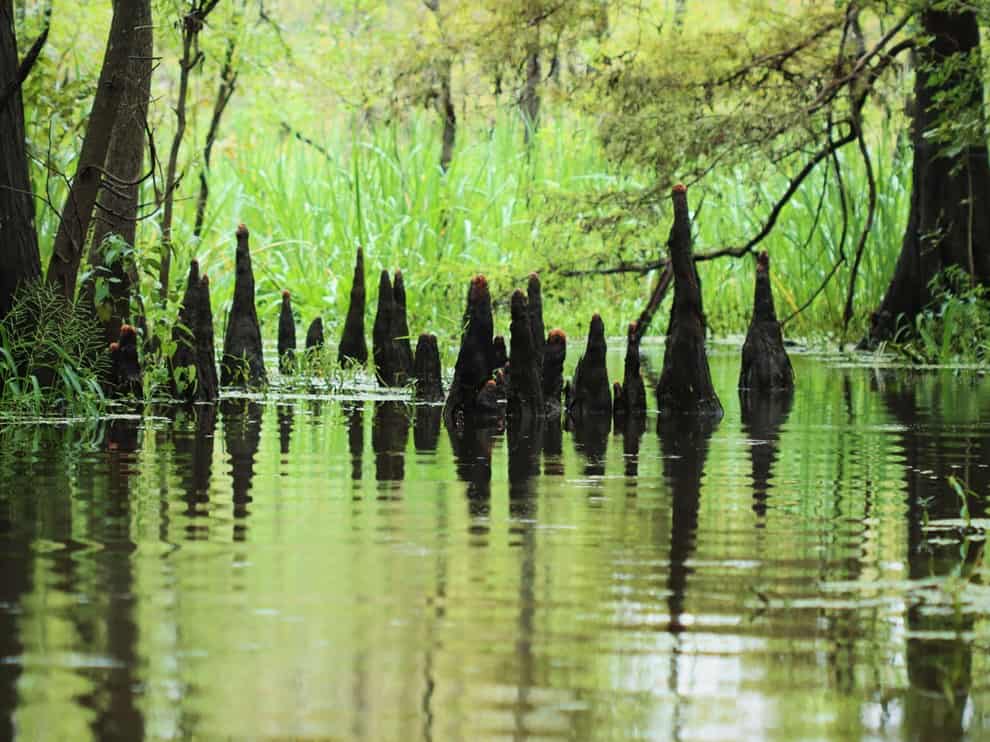 Cypress marsh along a quiet water corridor at Big Thicket National Preserve, Texas