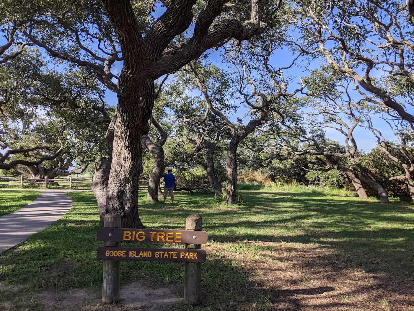 The Big Tree and its sign at Goose Island State Park, Texas