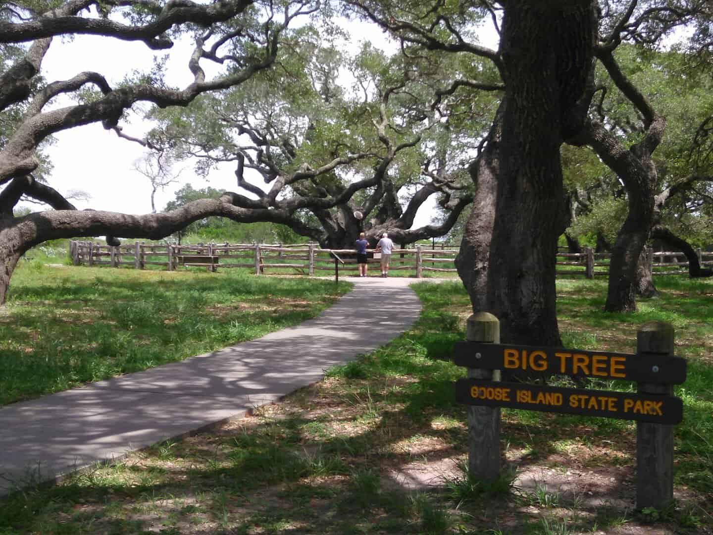 The Big Tree's canopy arching over the path at Goose Island State Park, Texas