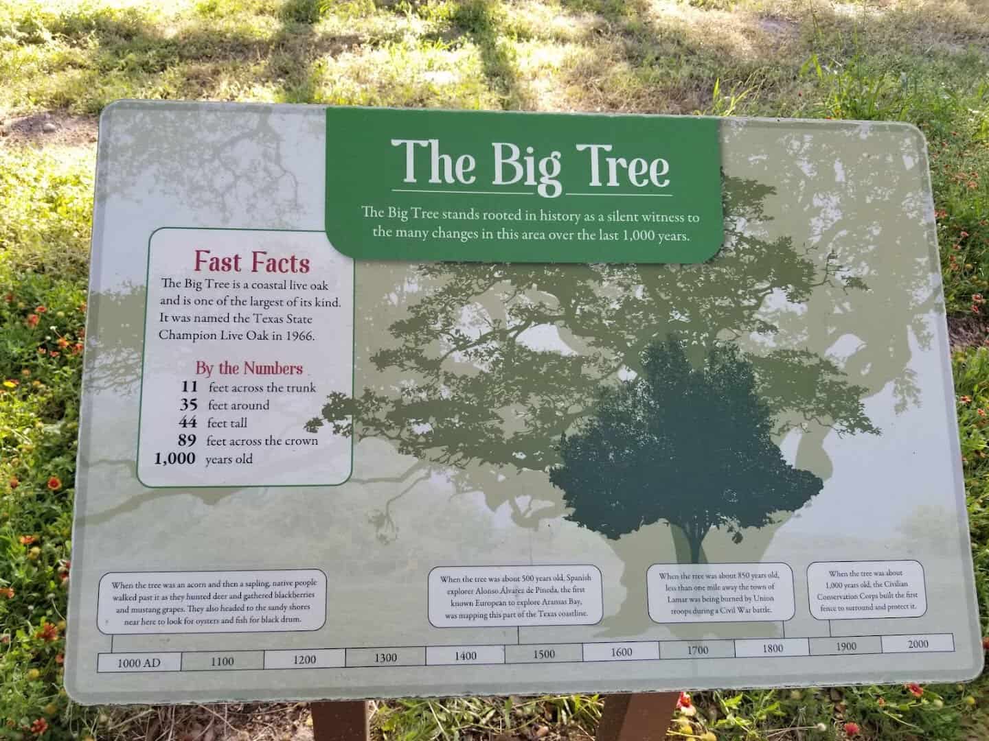 The Big Tree fast facts sign at Goose Island State Park, Texas