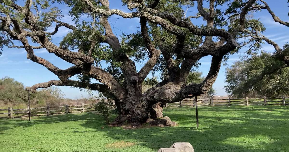 This Forgotten Texas State Park Lets You Stand Beside a 1,000-Year-Old Tree