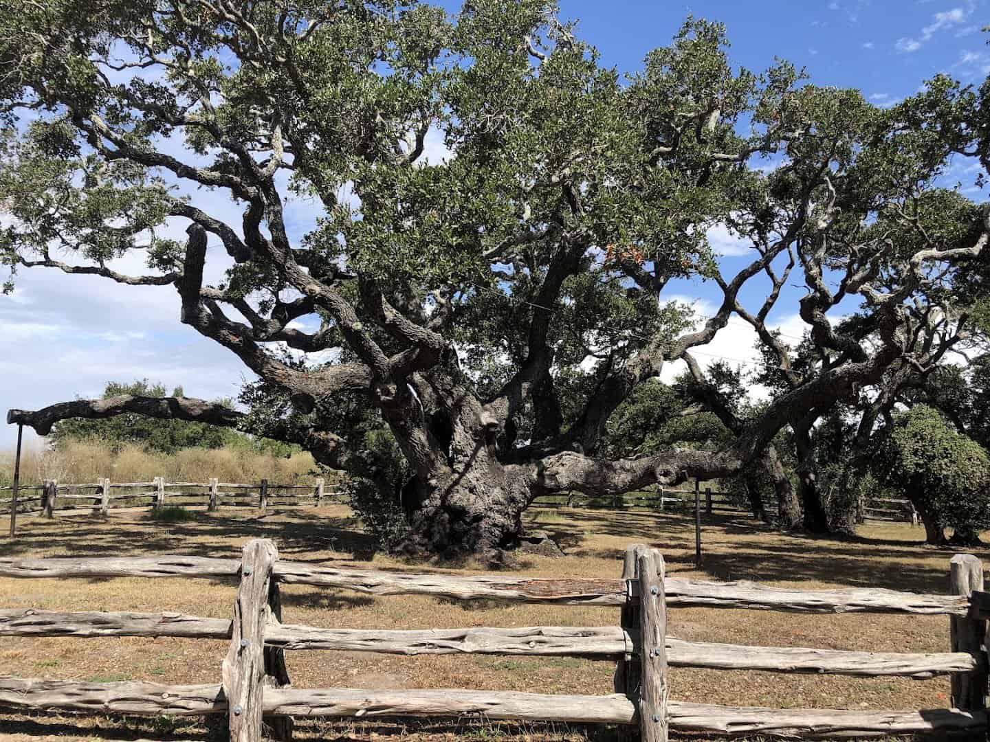 The Big Tree ancient live oak at Goose Island State Park near Rockport, Texas