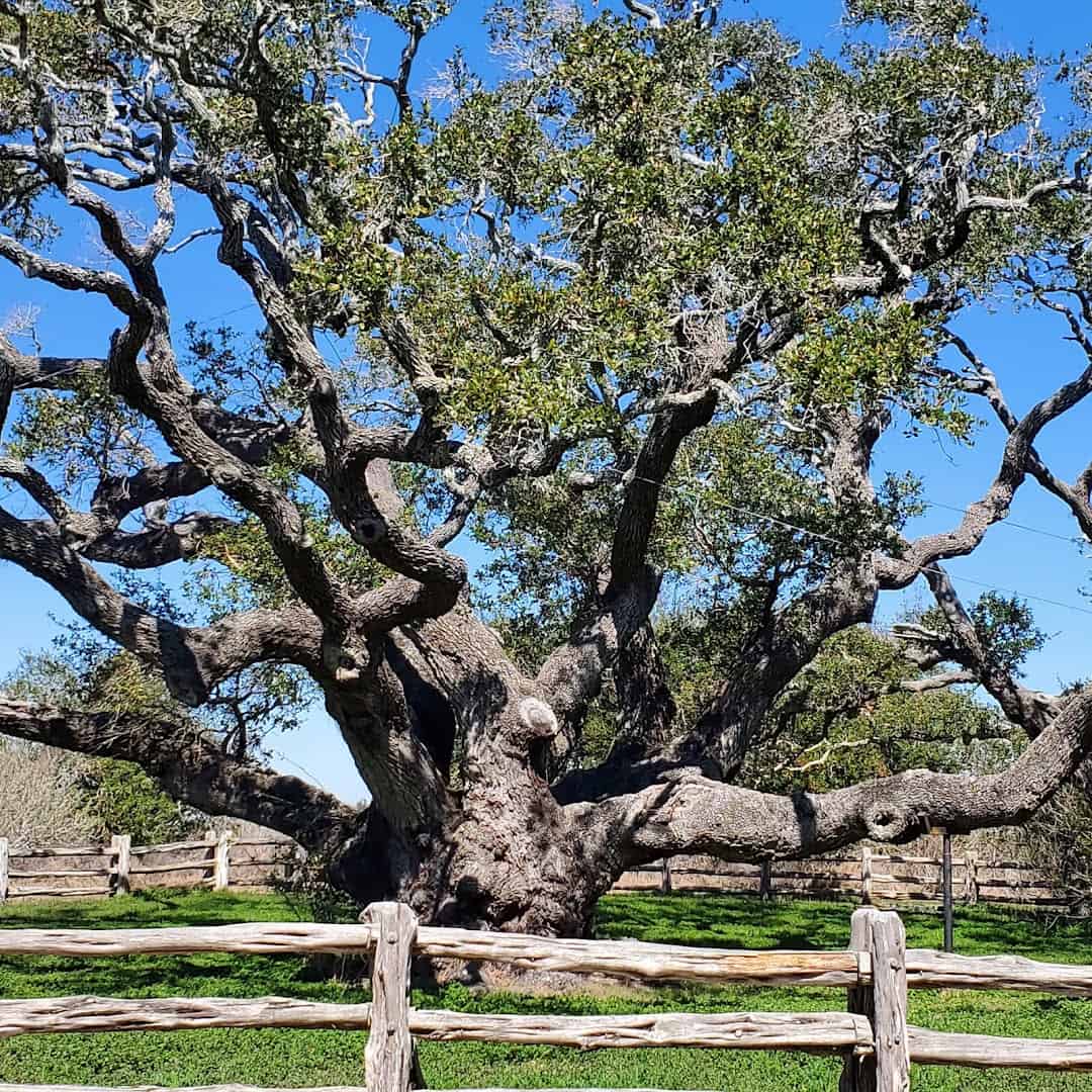 The Big Tree live oak behind a rustic fence at Goose Island State Park, Texas