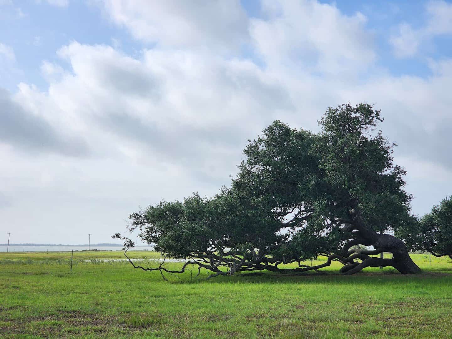 The Big Tree live oak standing against the open sky at Goose Island State Park, Texas