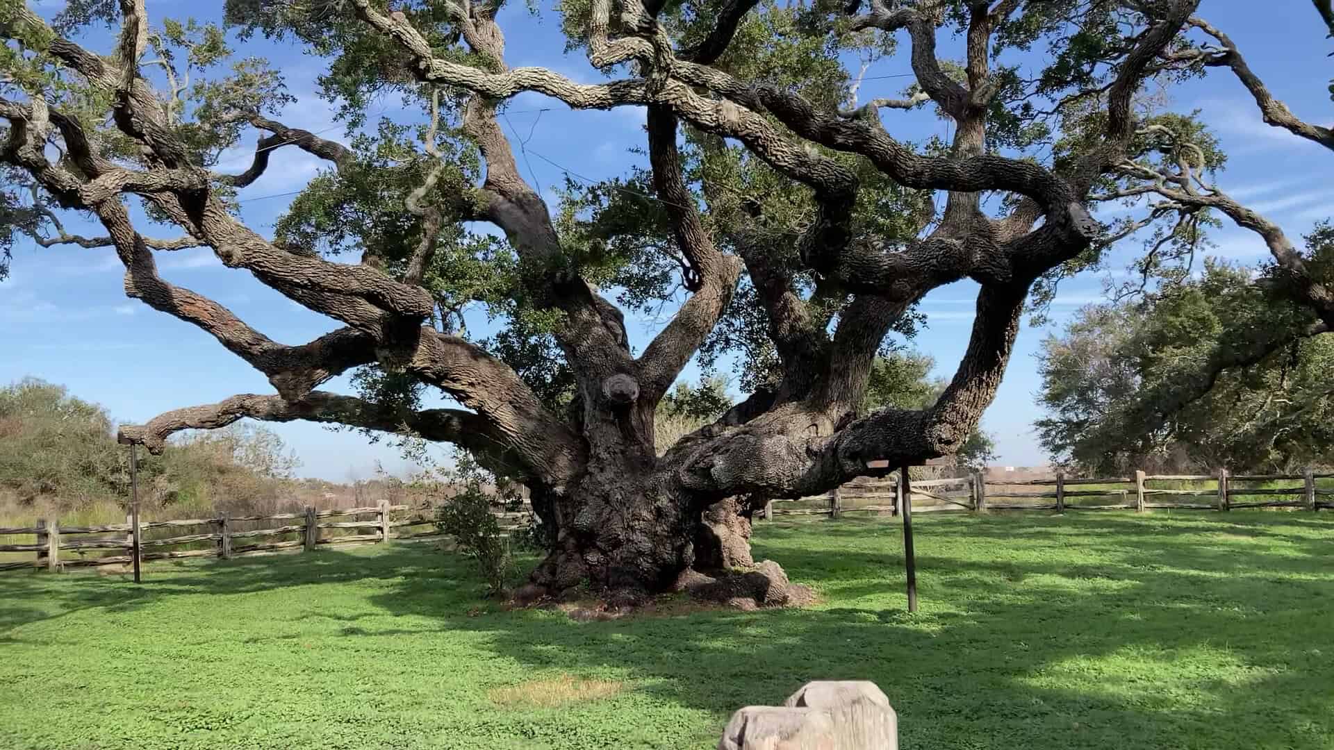 Sprawling branches of the Big Tree live oak at Goose Island State Park, Texas