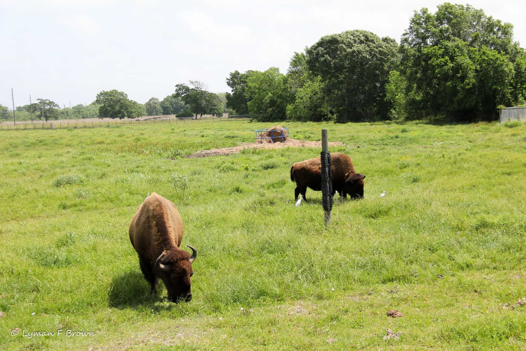 Bison grazing on restored coastal tallgrass prairie at Armand Bayou Nature Center