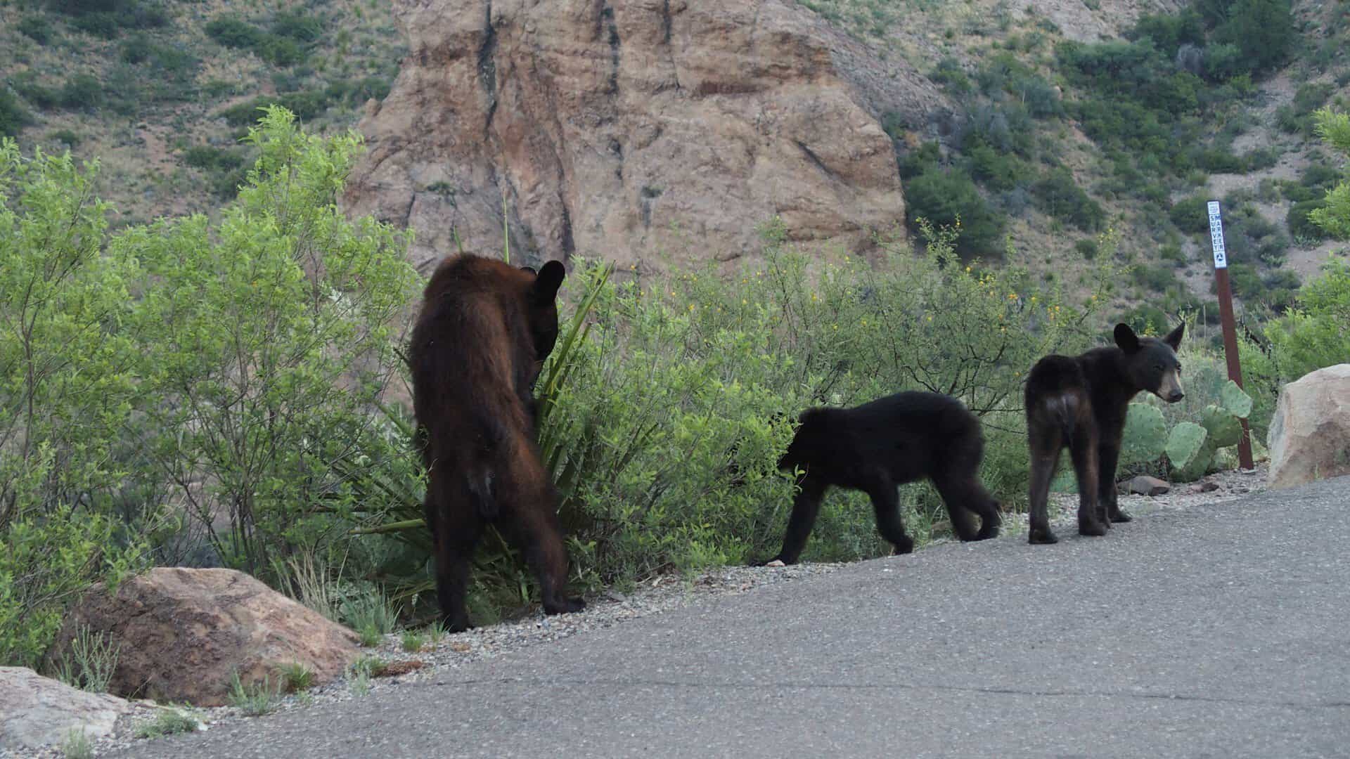 A black bear sow and two cubs beside the road in the Chisos Basin at Big Bend National Park