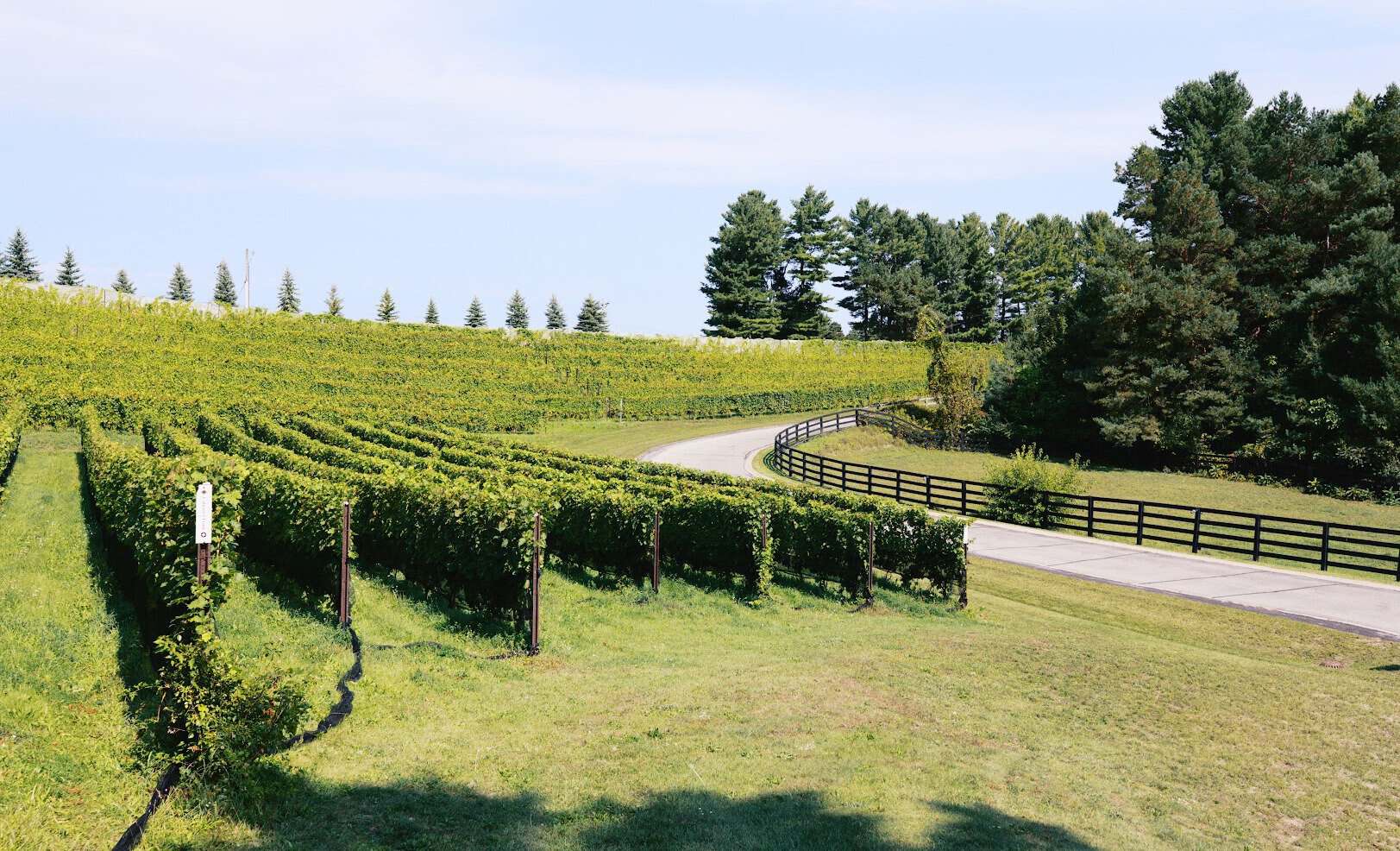 Vineyard rows at Black Star Farms in Suttons Bay, Michigan