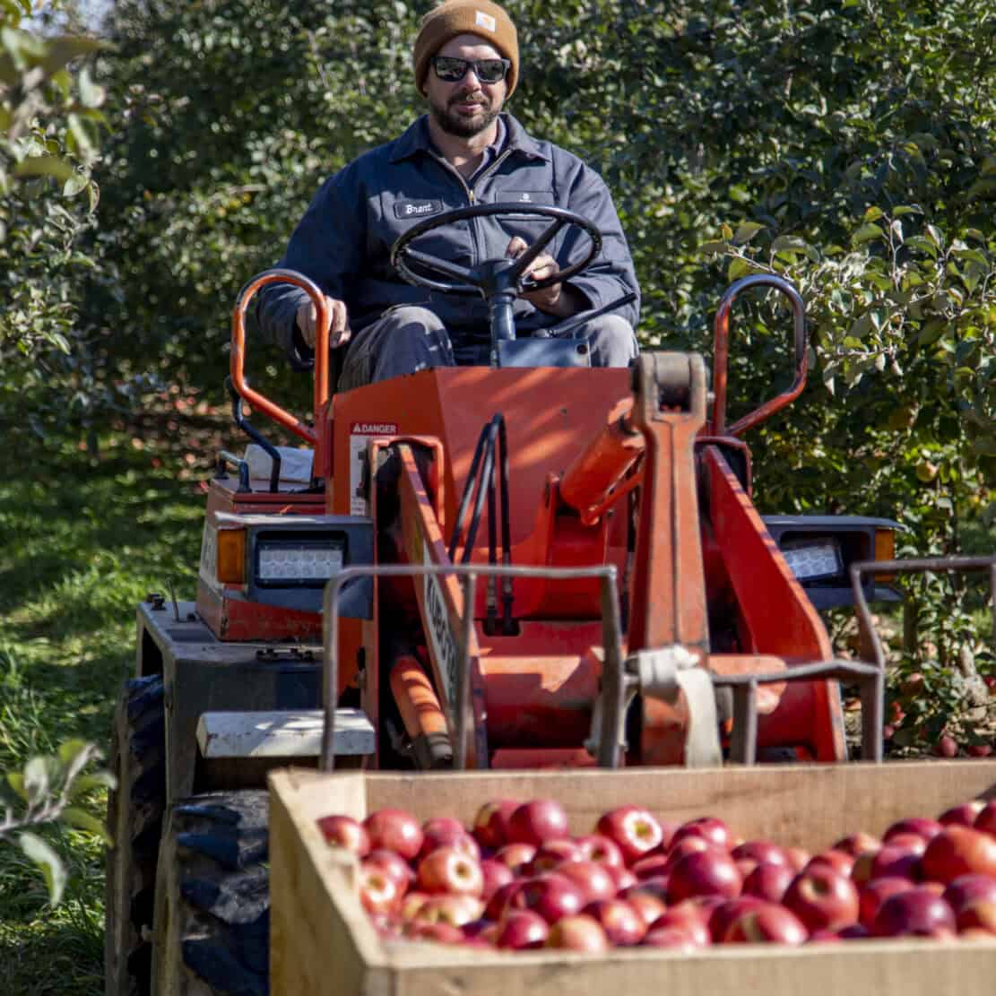 Farmer driving a tractor with a bin full of freshly picked apples at Blake's Orchard in Armada, Michigan