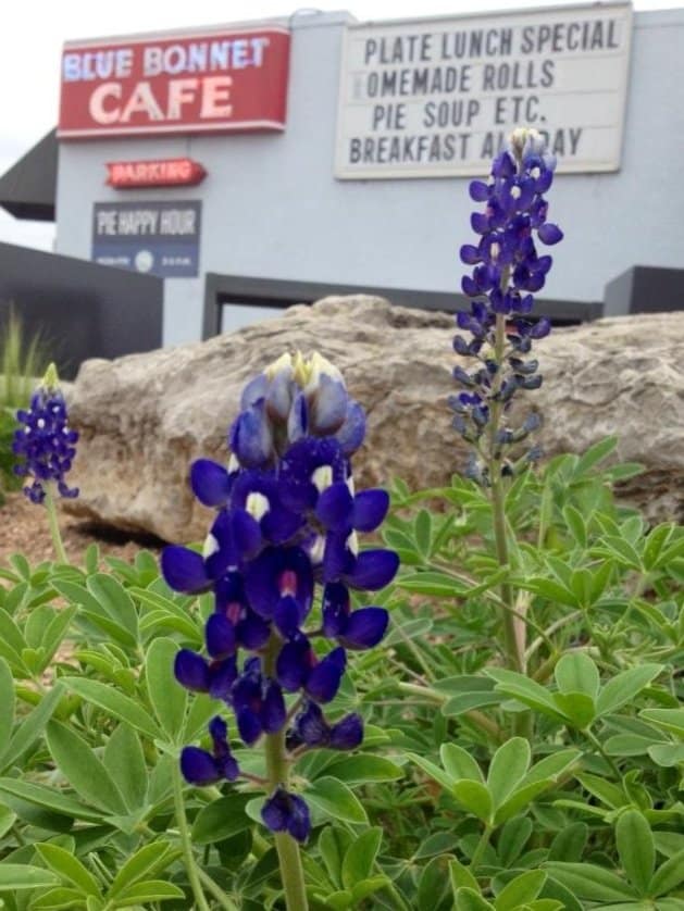 Blue Bonnet Cafe sign in Marble Falls, Texas