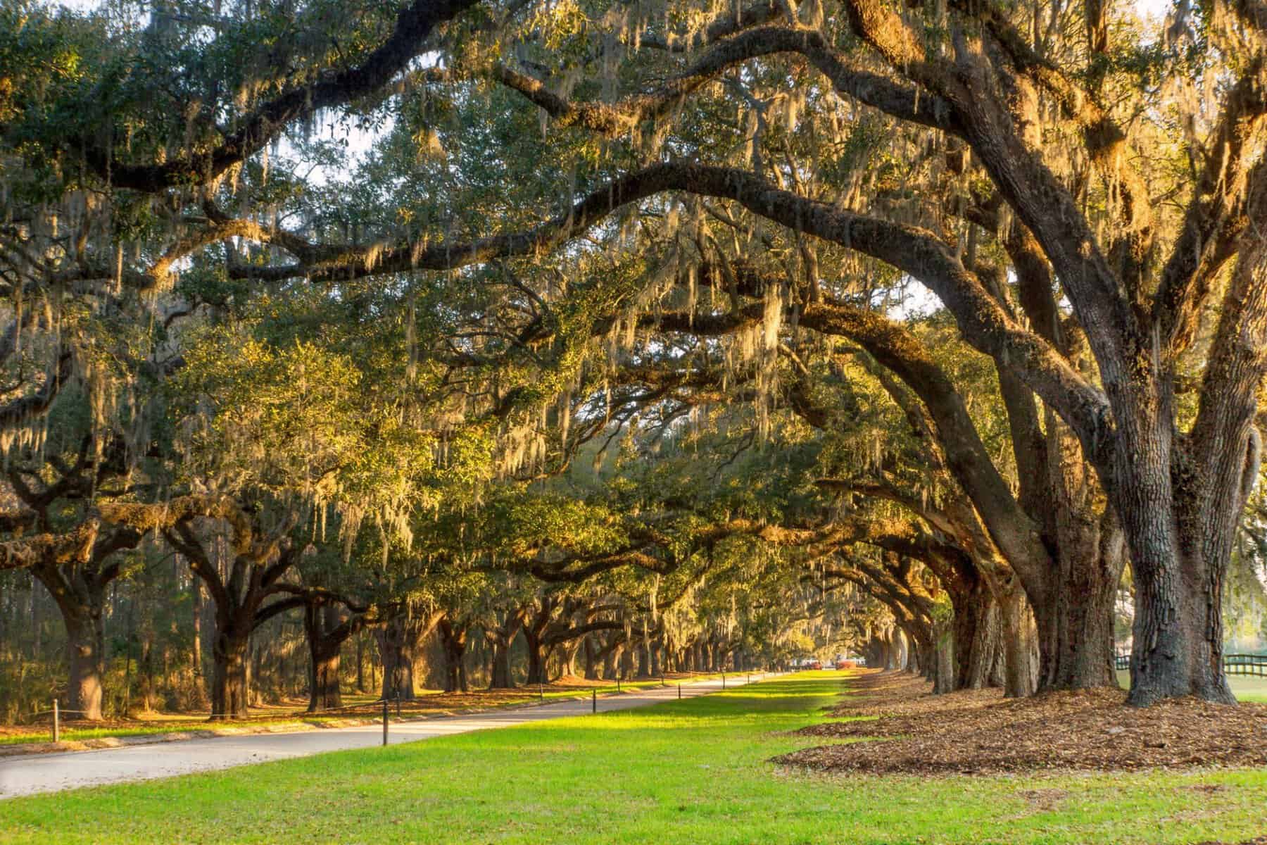 Spanish moss draped oak trees along the avenue at Boone Hall Farms in Mount Pleasant, South Carolina
