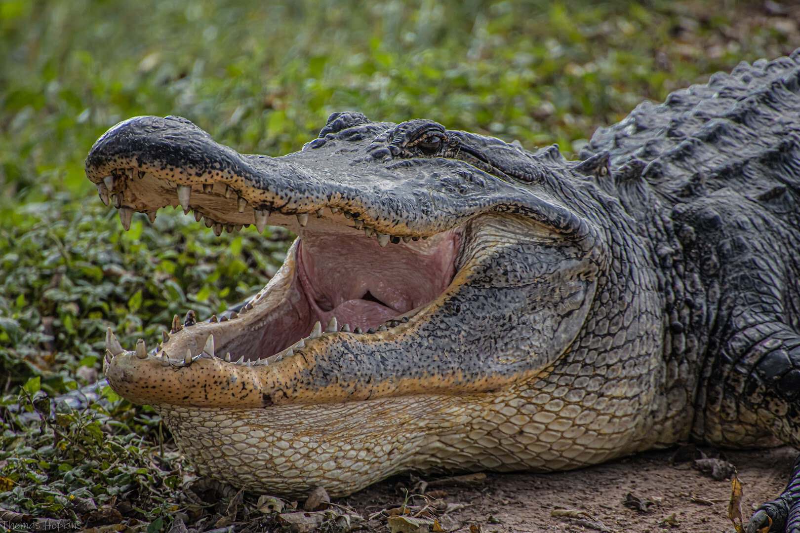 An alligator basking beside the water at Brazos Bend State Park in Needville, Texas