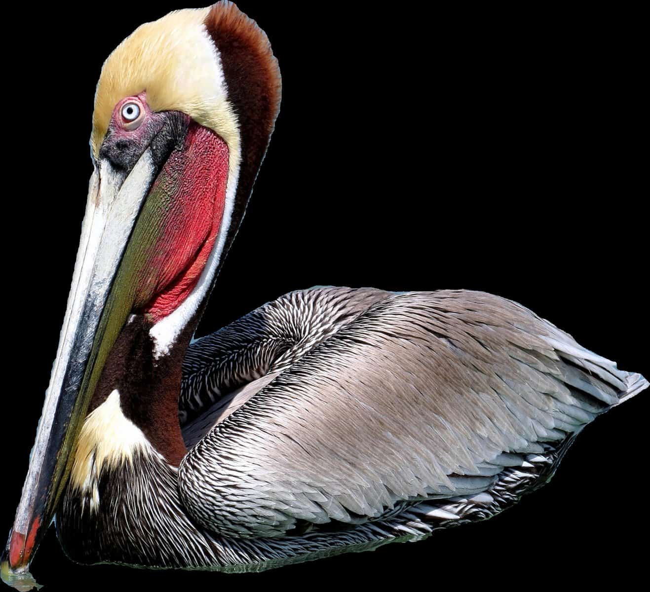 Brown Pelican in breeding plumage at South Padre Island Birding and Nature Center
