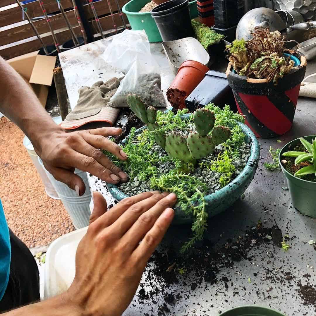 Assembling a terrarium bowl at The Great Outdoors nursery in Austin