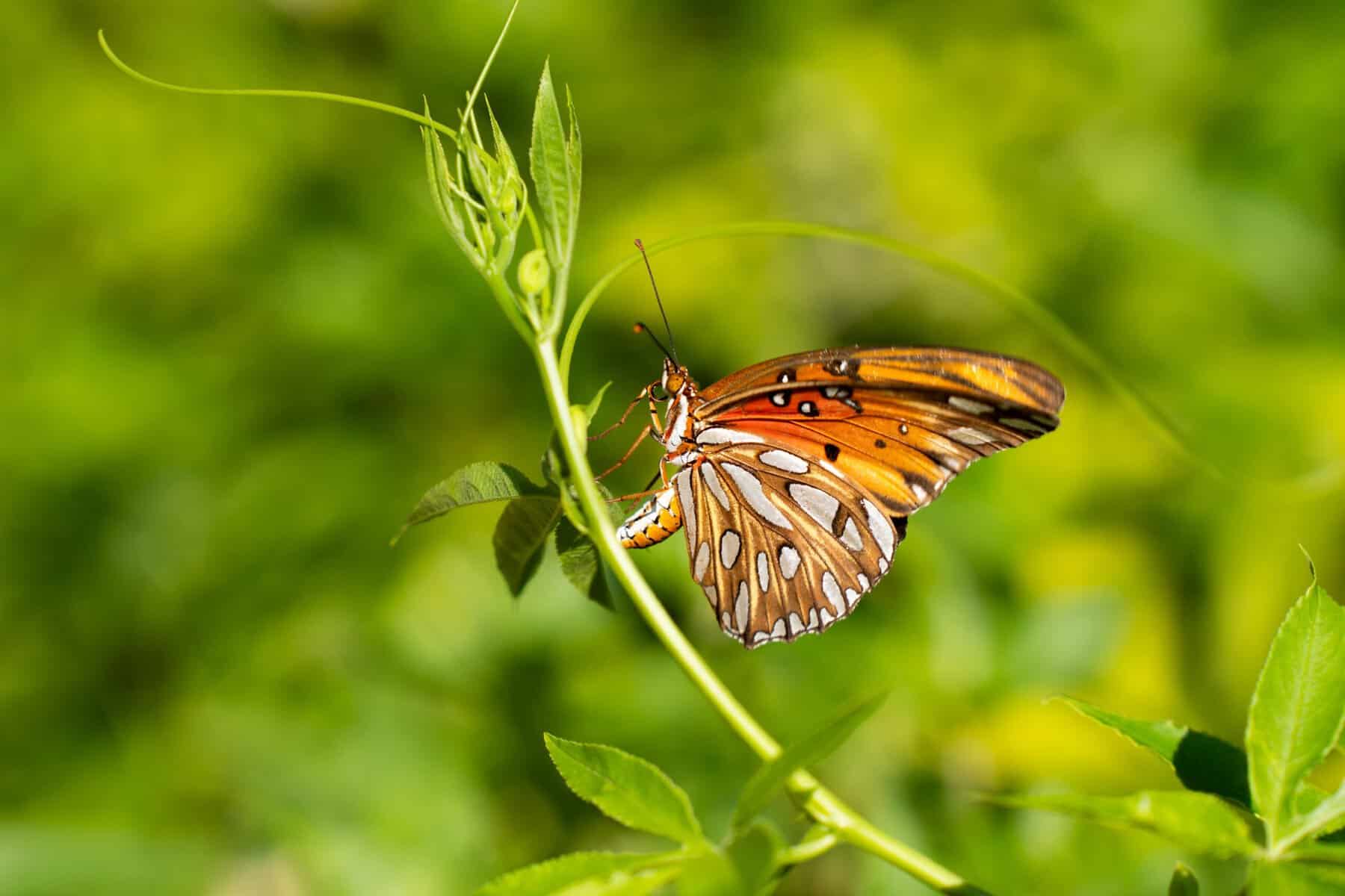 A Gulf fritillary butterfly among plants at Zilker Botanical Garden in Austin, Texas