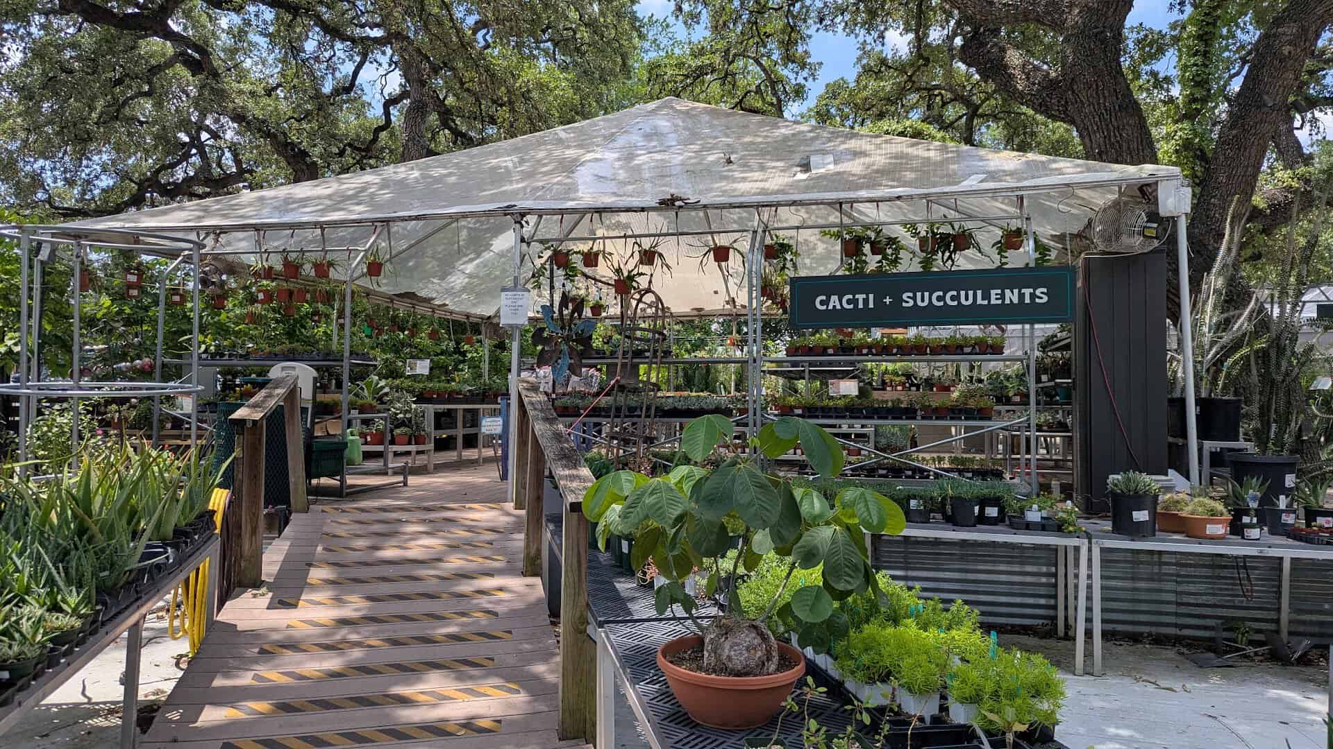 Outdoor cacti and succulents area at The Great Outdoors nursery in Austin, Texas