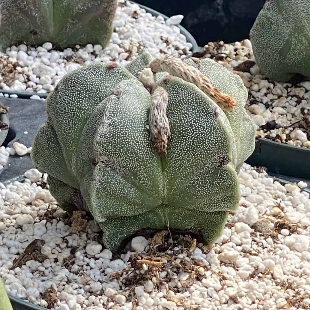 Astrophytum star cactus specimen at The Cactus King in Texas