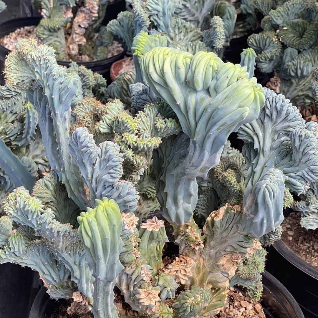 Blue crested cactus at The Cactus King nursery in Texas