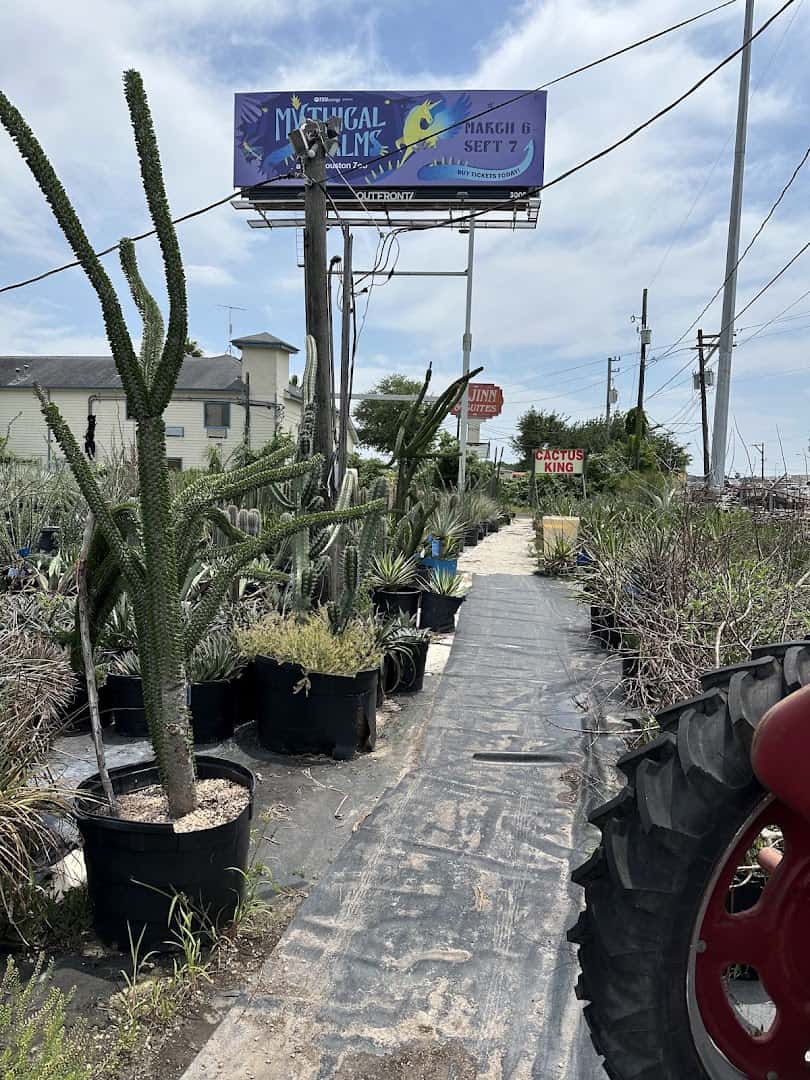 Path lined with cacti at The Cactus King nursery in Texas